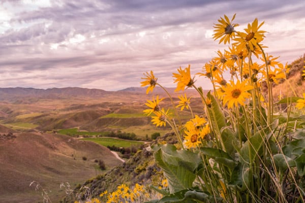 Beautiful yellow flowers in the foreground with a view of the Sacramento Mountains Valley in the background 