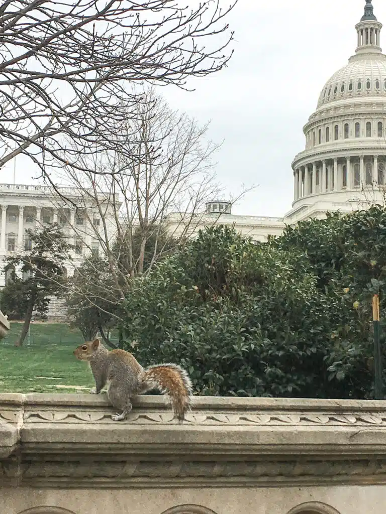 United States capitol with a squirrel in front