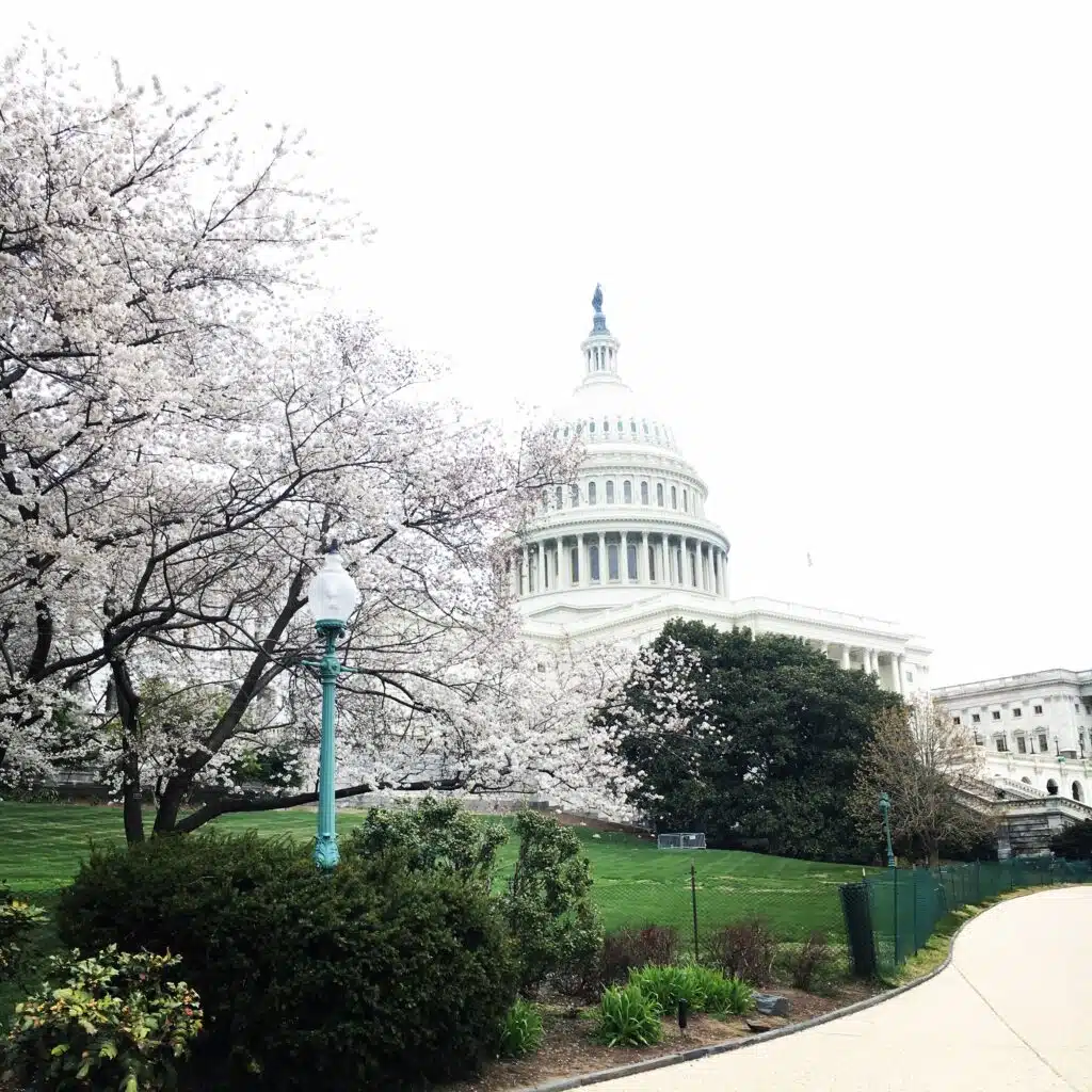 US Capitol with Cherry Blossom 