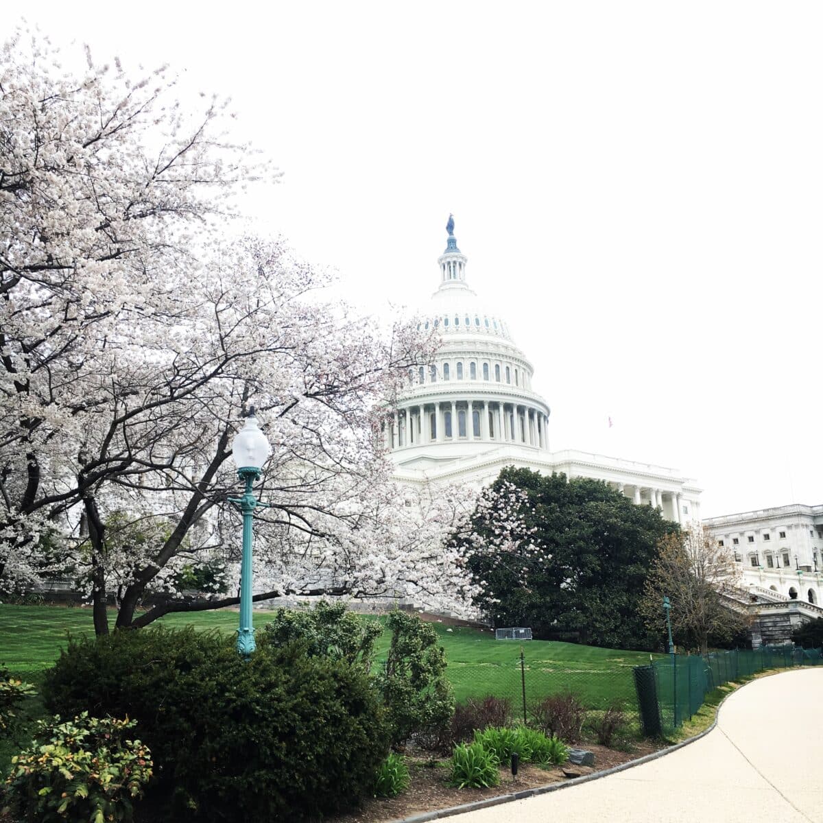 capitol in dc with cherry blossoms
