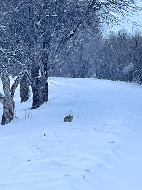bunny sitting in the now in the japanese gardens in north dakota in winter