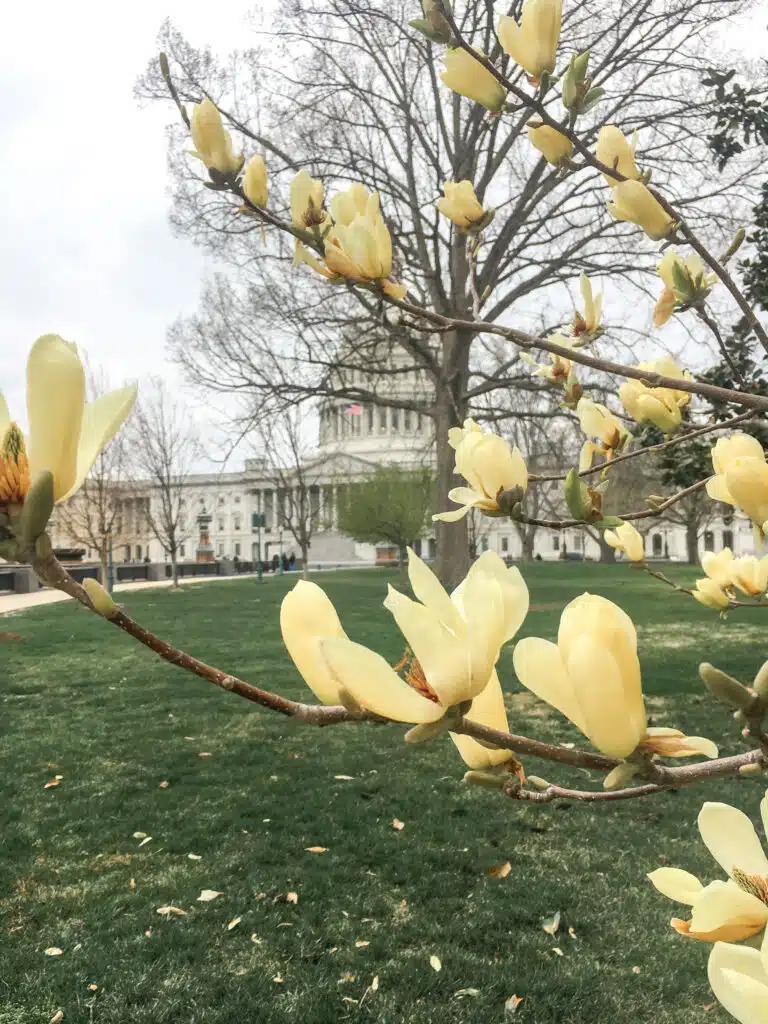 Capitol in DC with yellow flowers in front