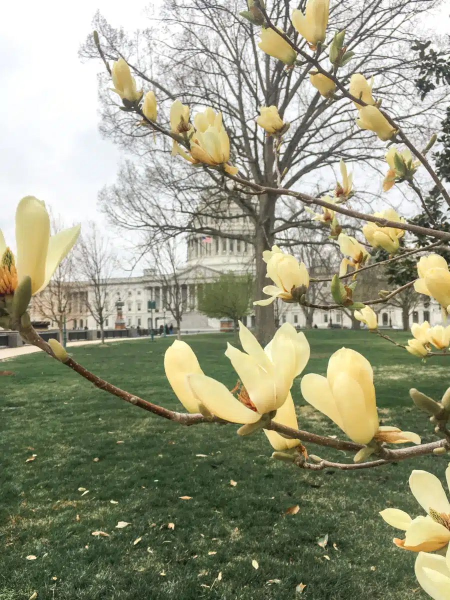 capitol of the united states in spring with lovely yellow flowers 