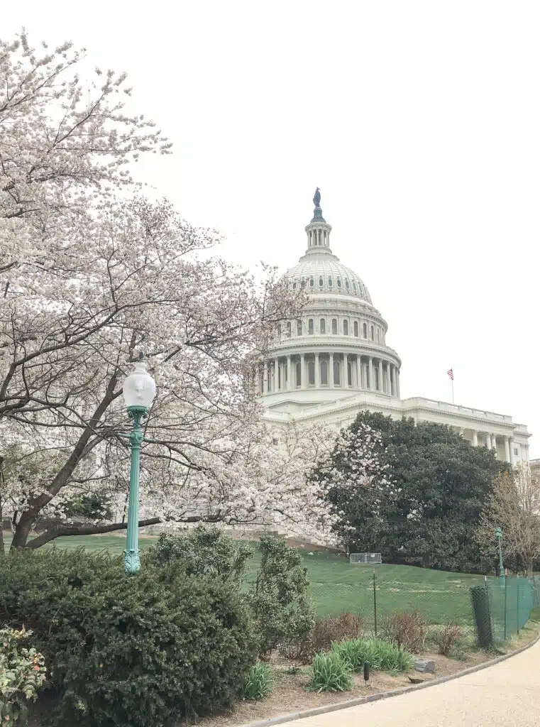Capitol of the United States of America with beautiful cherry blossom in front