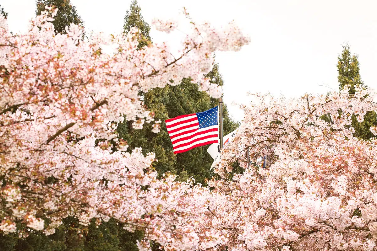 flag of the united states waving in cherry blossom in spring