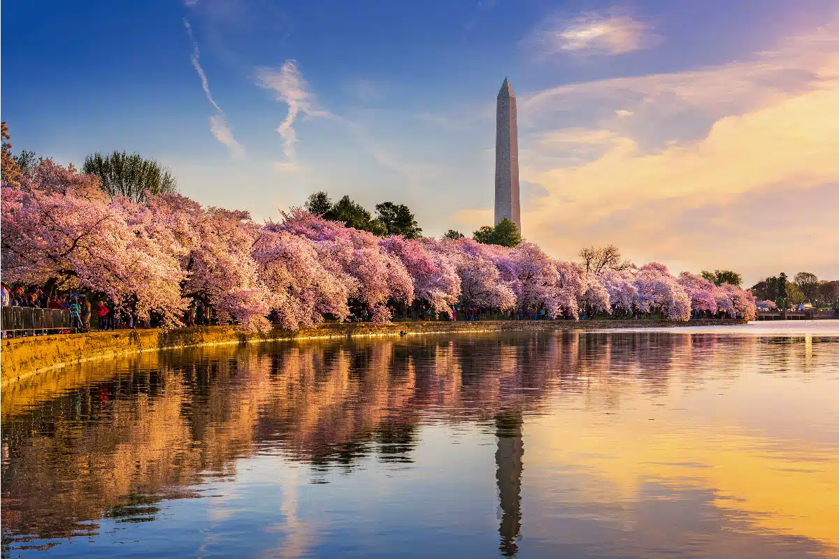 washington dc tidal basin in spring with cherry blossoms