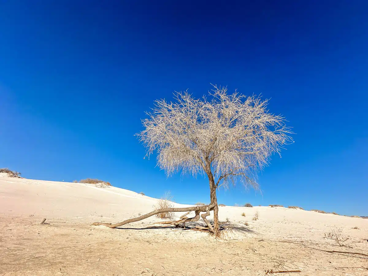 picture of a nice tree in a beautiful landscape of the white sans national park in new mexico